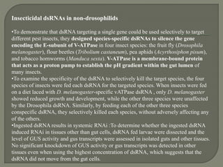Insecticidal dsRNAs in non-drosophilids
•To demonstrate that dsRNA targeting a single gene could be used selectively to target
different pest insects, they designed species-specific dsRNAs to silence the gene
encoding the E-subunit of V-ATPase in four insect species: the fruit fly (Drosophila
melanogaster), flour beetles (Tribolium castaneum), pea aphids (Acyrthosiphon pisum),
and tobacco hornworms (Manduca sexta). V-ATPase is a membrane-bound protein
that acts as a proton pump to establish the pH gradient within the gut lumen of
many insects.
•To examine the specificity of the dsRNA to selectively kill the target species, the four
species of insects were fed each dsRNA for the targeted species. When insects were fed
on a diet laced with D. melanogaster-specific vATPase dsRNA , only D. melanogaster
showed reduced growth and development, while the other three species were unaffected
by the Drosophila dsRNA. Similarly, by feeding each of the other three species
conspecific dsRNA, they selectively killed each species, without adversely affecting any
of the others.
•Ingested dsRNA results in systemic RNAi :To determine whether the ingested dsRNA
induced RNAi in tissues other than gut cells, dsRNA fed larvae were dissected and the
level of GUS activity and gus transcripts were assessed in isolated guts and other tissues.
No significant knockdown of GUS activity or gus transcripts was detected in other
tissues even when using the highest concentration of dsRNA, which suggests that the
dsRNA did not move from the gut cells.
 