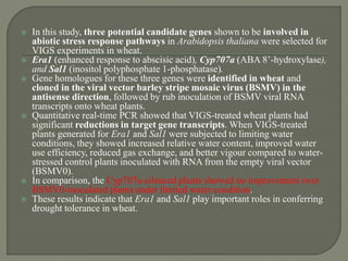  In this study, three potential candidate genes shown to be involved in
abiotic stress response pathways in Arabidopsis thaliana were selected for
VIGS experiments in wheat.
 Era1 (enhanced response to abscisic acid), Cyp707a (ABA 8’-hydroxylase),
and Sal1 (inositol polyphosphate 1-phosphatase).
 Gene homologues for these three genes were identified in wheat and
cloned in the viral vector barley stripe mosaic virus (BSMV) in the
antisense direction, followed by rub inoculation of BSMV viral RNA
transcripts onto wheat plants.
 Quantitative real-time PCR showed that VIGS-treated wheat plants had
significant reductions in target gene transcripts. When VIGS-treated
plants generated for Era1 and Sal1 were subjected to limiting water
conditions, they showed increased relative water content, improved water
use efficiency, reduced gas exchange, and better vigour compared to water-
stressed control plants inoculated with RNA from the empty viral vector
(BSMV0).
 In comparison, the Cyp707a-silenced plants showed no improvement over
BSMV0-inoculated plants under limited water condition.
 These results indicate that Era1 and Sal1 play important roles in conferring
drought tolerance in wheat.
 