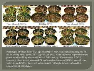 Phenotypes of wheat plants at 24 dpi with BSMV RNA transcripts containing one of
the following wheat genes: Sal1, Cyp707A,or Era1. Water stress was imposed on these
plants by withholding water until 50% of field capacity. Water-stressed BSMV0
inoculated plants served as control. Non-silenced well-watered (100%), non-silenced
water-stressed (50%) plants, and water-stressed (50%) plants were included for
comparison of phenotypes.
 