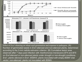Effect of Era1 silencing on wheat seed germination and response to pathogens. (A)
Number of germinated seeds in Era1-silenced and non-silenced plants, determined
according to the 2-mm radicle extrusion criterion. (B) Cumulative lesion area
observed after 7 days post infection with Xanthomonas translucens B74 and B75
on Era1silenced or non-silenced plants under drought or non-drought conditions.
Era1, plants silenced in Era1; BSMV0, plants inoculated with empty BSMV viral
vector; non-silenced, plants not inoculated with BSMV.
 