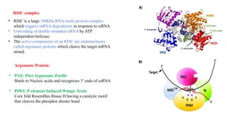 ANTISENSE MOLECULE help to reduce the other molecule .pptx