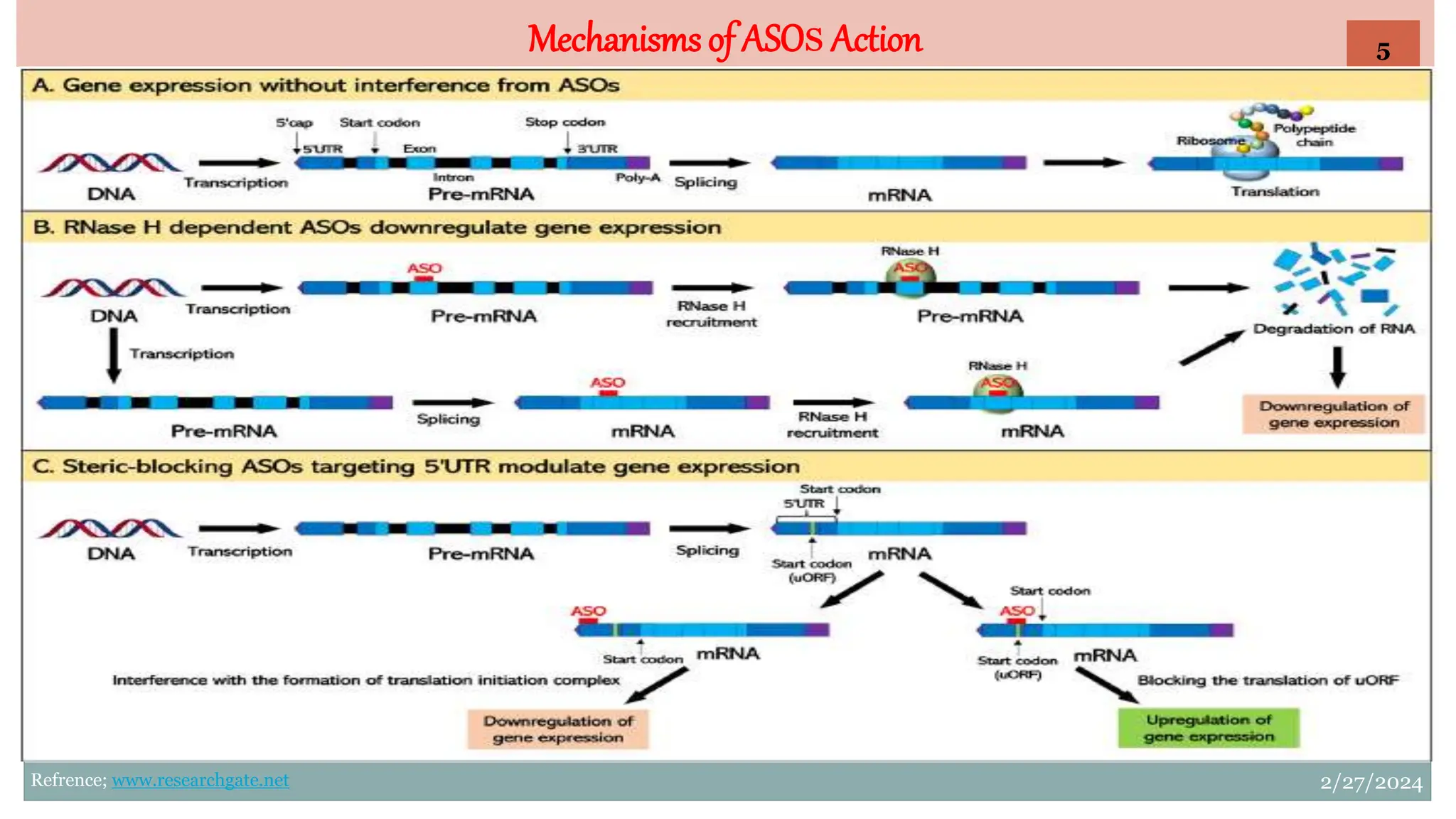 Antisense oligonucleotides ppt.ppt ISF COLLEGE OF PARMACY | PPTX