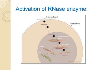 Activation of RNase enzyme: