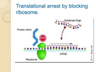 Translational arrest by blocking ribosome.