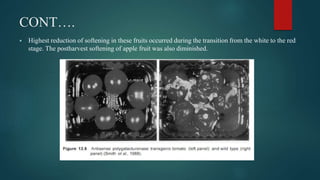 CONT….
 Highest reduction of softening in these fruits occurred during the transition from the white to the red
stage. The postharvest softening of apple fruit was also diminished.
 