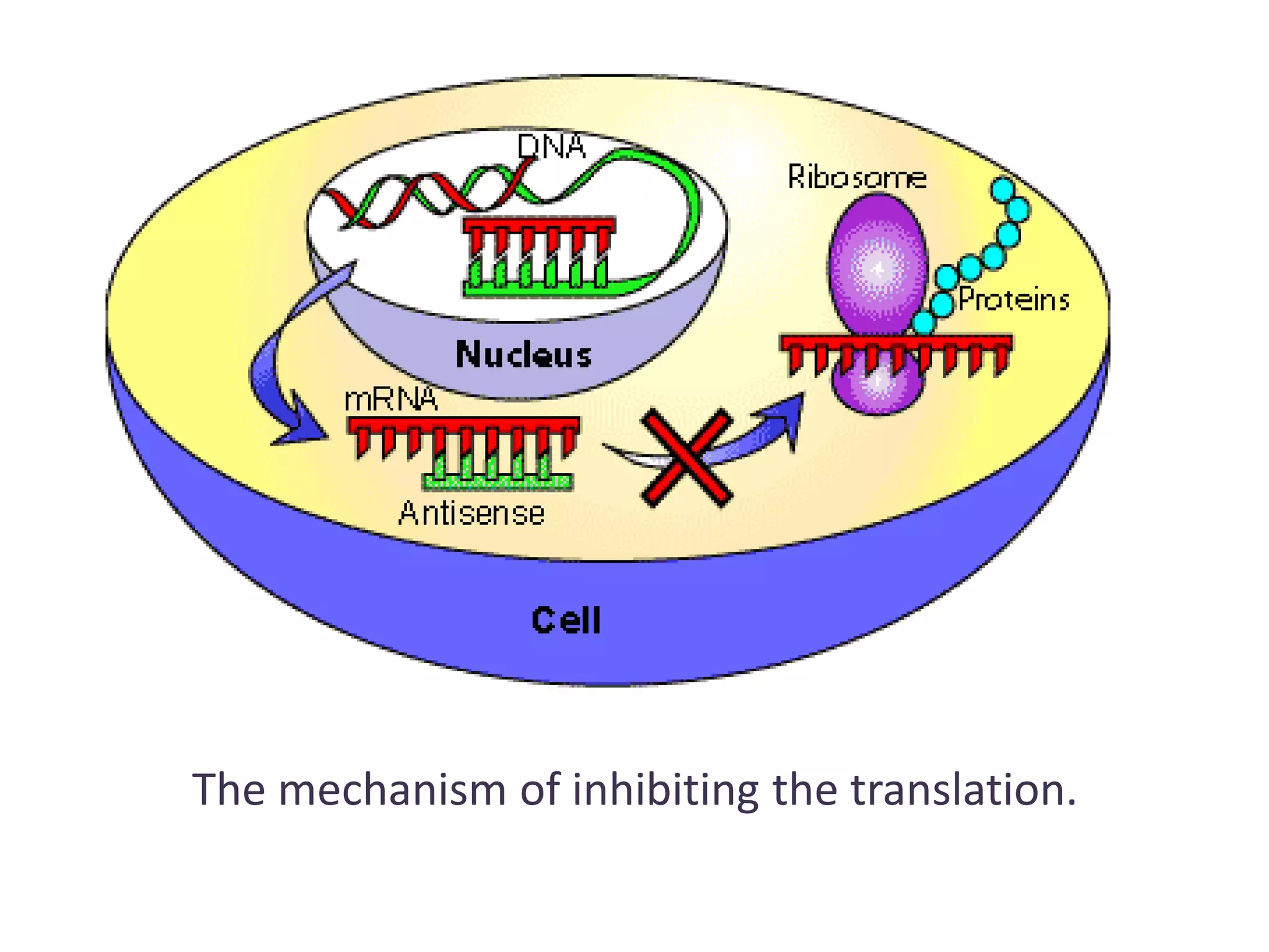 Antisense rna technology | PPTX | Chemistry | Science