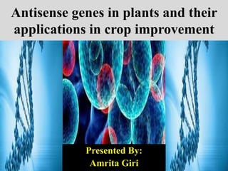 Antisense genes in plants and their applications in crop improvement | PPTX