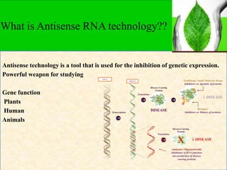 Antisense genes in plants and their applications in crop improvement | PPTX