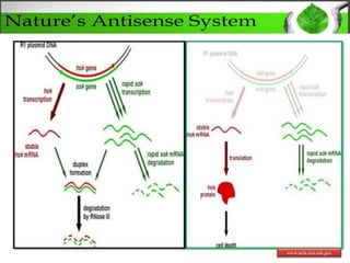 Antisense genes in plants and their applications in crop improvement | PPTX