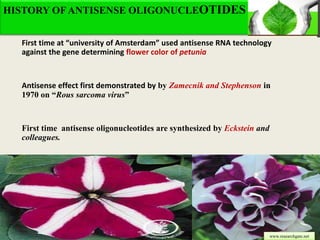 Antisense genes in plants and their applications in crop improvement | PPTX