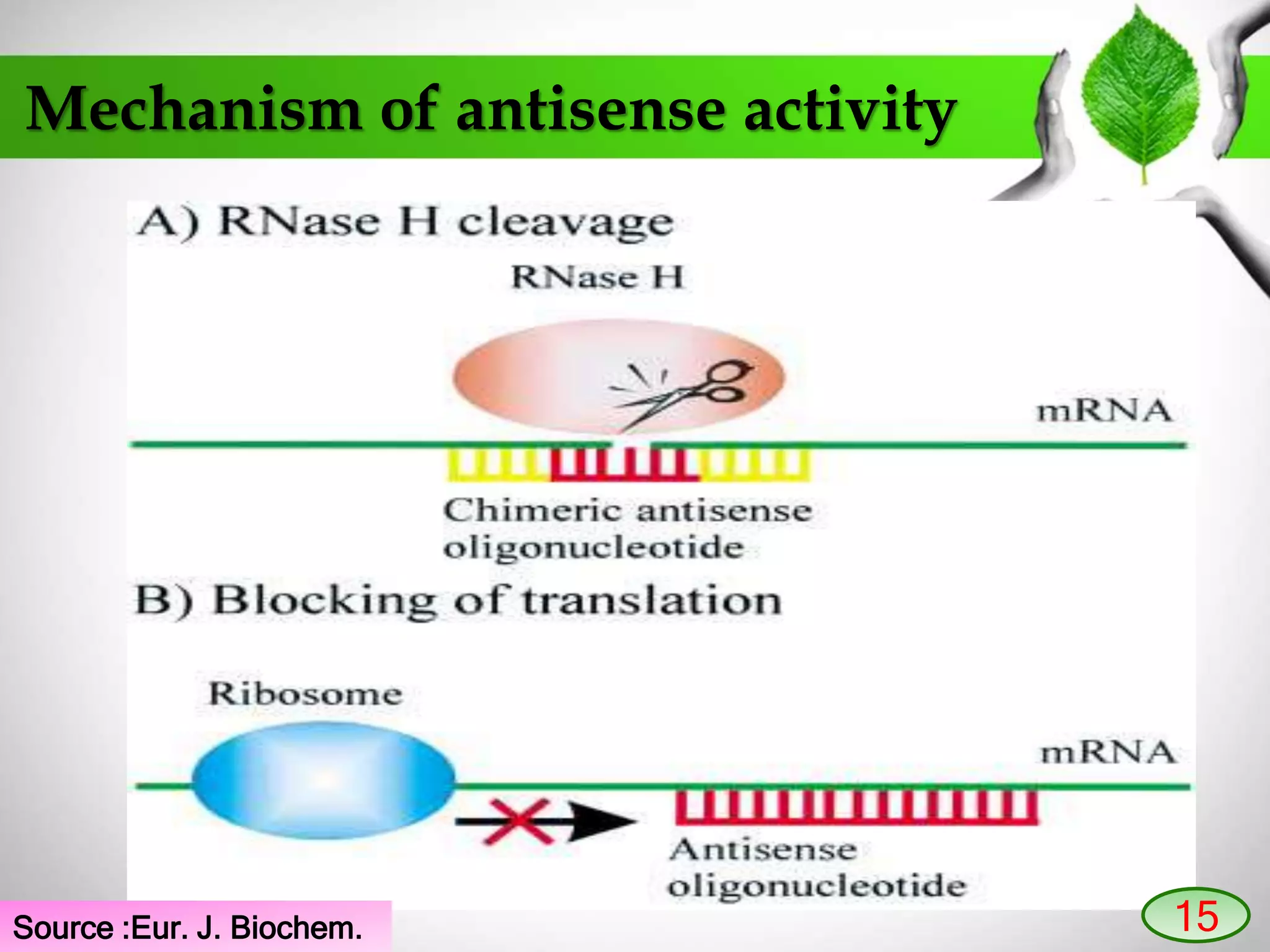 Mechanism of antisense activity
15Source :Eur. J. Biochem.
 