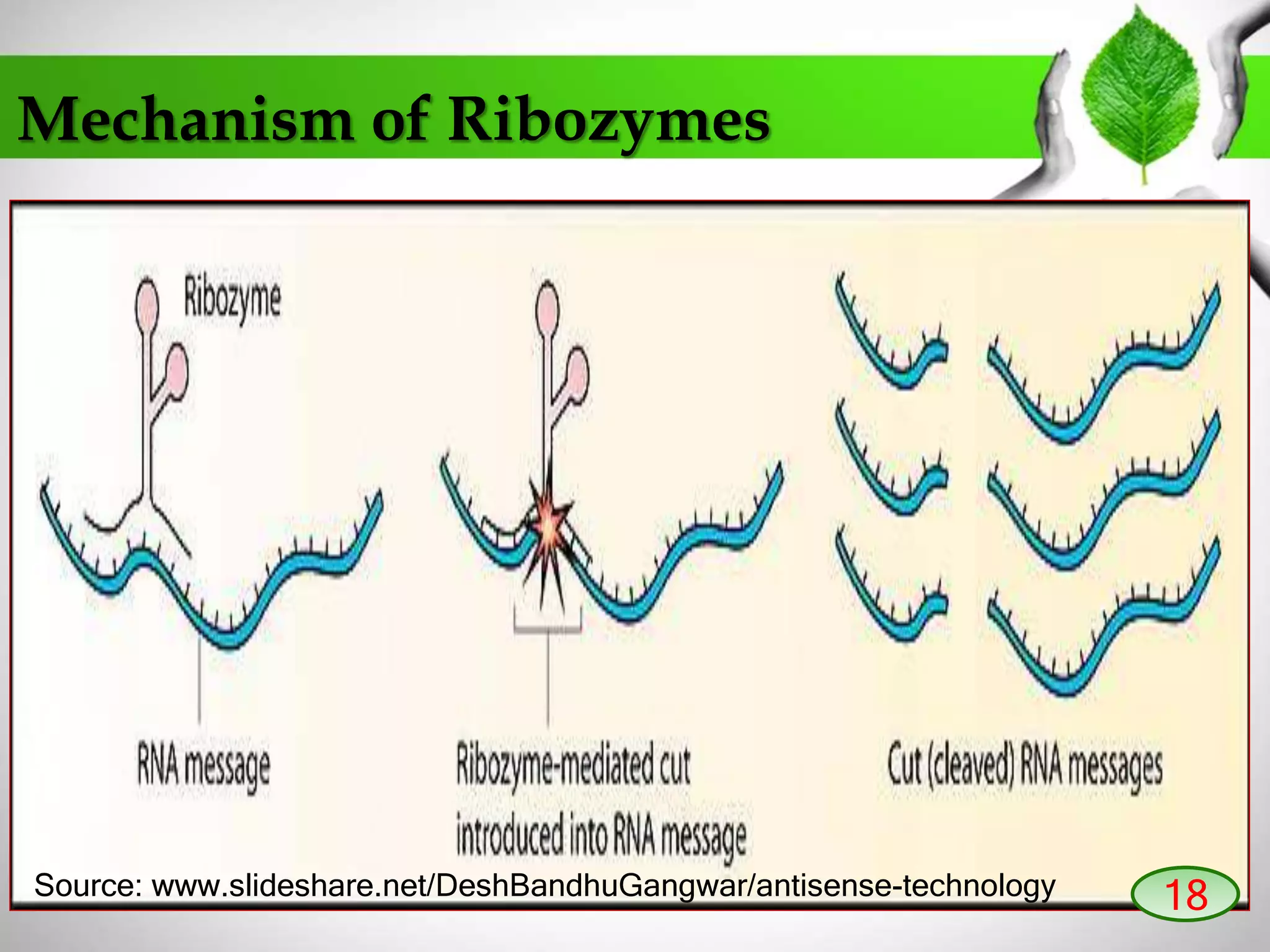 Mechanism of Ribozymes
18Source: www.slideshare.net/DeshBandhuGangwar/antisense-technology
 