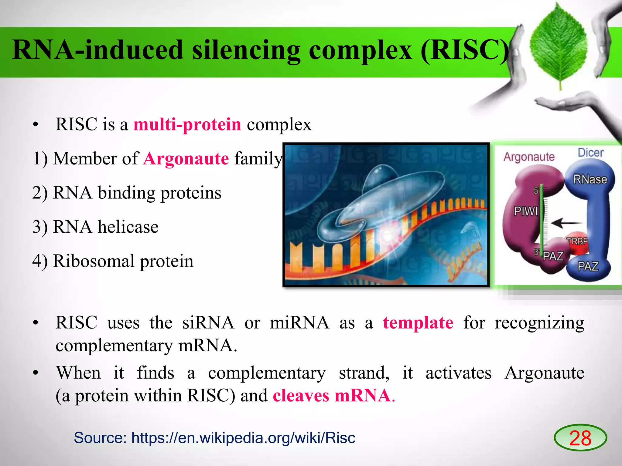 RNA-induced silencing complex (RISC)
• RISC is a multi-protein complex
1) Member of Argonaute family
2) RNA binding proteins
3) RNA helicase
4) Ribosomal protein
• RISC uses the siRNA or miRNA as a template for recognizing
complementary mRNA.
• When it finds a complementary strand, it activates Argonaute
(a protein within RISC) and cleaves mRNA.
28Source: https://en.wikipedia.org/wiki/Risc
 