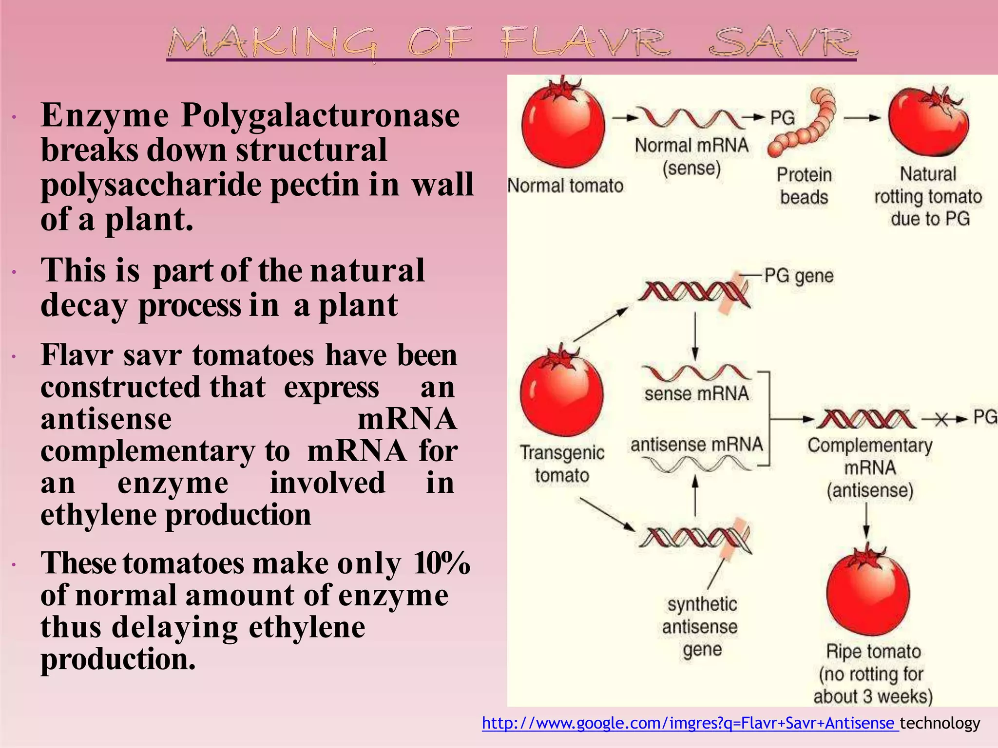  Enzyme Polygalacturonase
breaks down structural
polysaccharide pectin in wall
of a plant.
 This is part of the natural
decay process in a plant
 Flavr savr tomatoes have been
constructed that express an
antisense mRNA
complementary to mRNA for
an enzyme involved in
ethylene production
 Thesetomatoes make only 10%
of normal amount of enzyme
thus delaying ethylene
production.
http://www.google.com/imgres?q=Flavr+Savr+Antisense technology
 