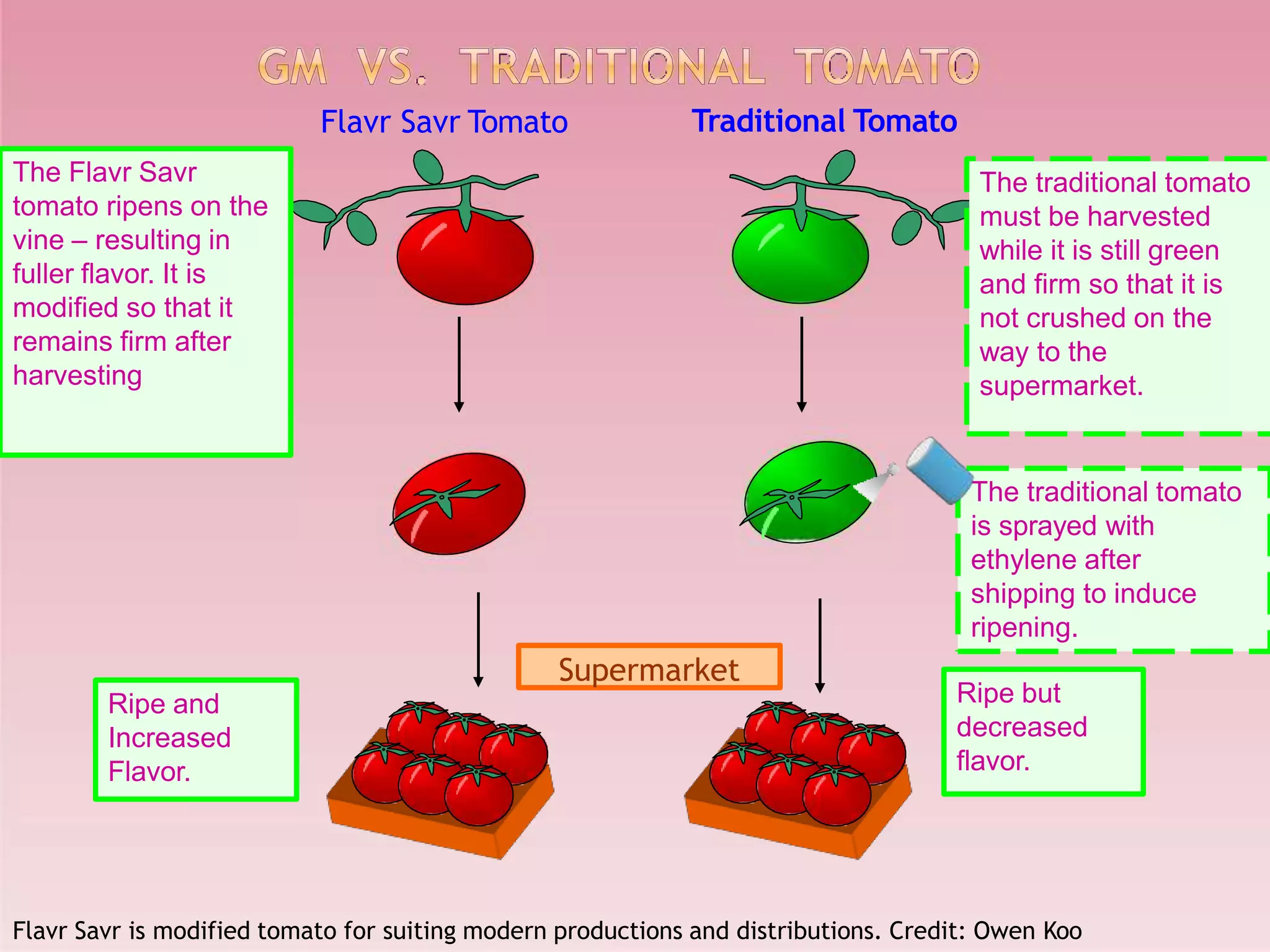 Flavr Savr Tomato Traditional Tomato
The Flavr Savr
tomato ripens on the
vine – resulting in
fuller flavor. It is
modified so that it
remains firm after
harvesting
The traditional tomato
must be harvested
while it is still green
and firm so that it is
not crushed on the
way to the
supermarket.
The traditional tomato
is sprayed with
ethylene after
shipping to induce
ripening.
Ripe and
Increased
Flavor.
Ripe but
decreased
flavor.
Supermarket
Flavr Savr is modified tomato for suiting modern productions and distributions. Credit: Owen Koo
 