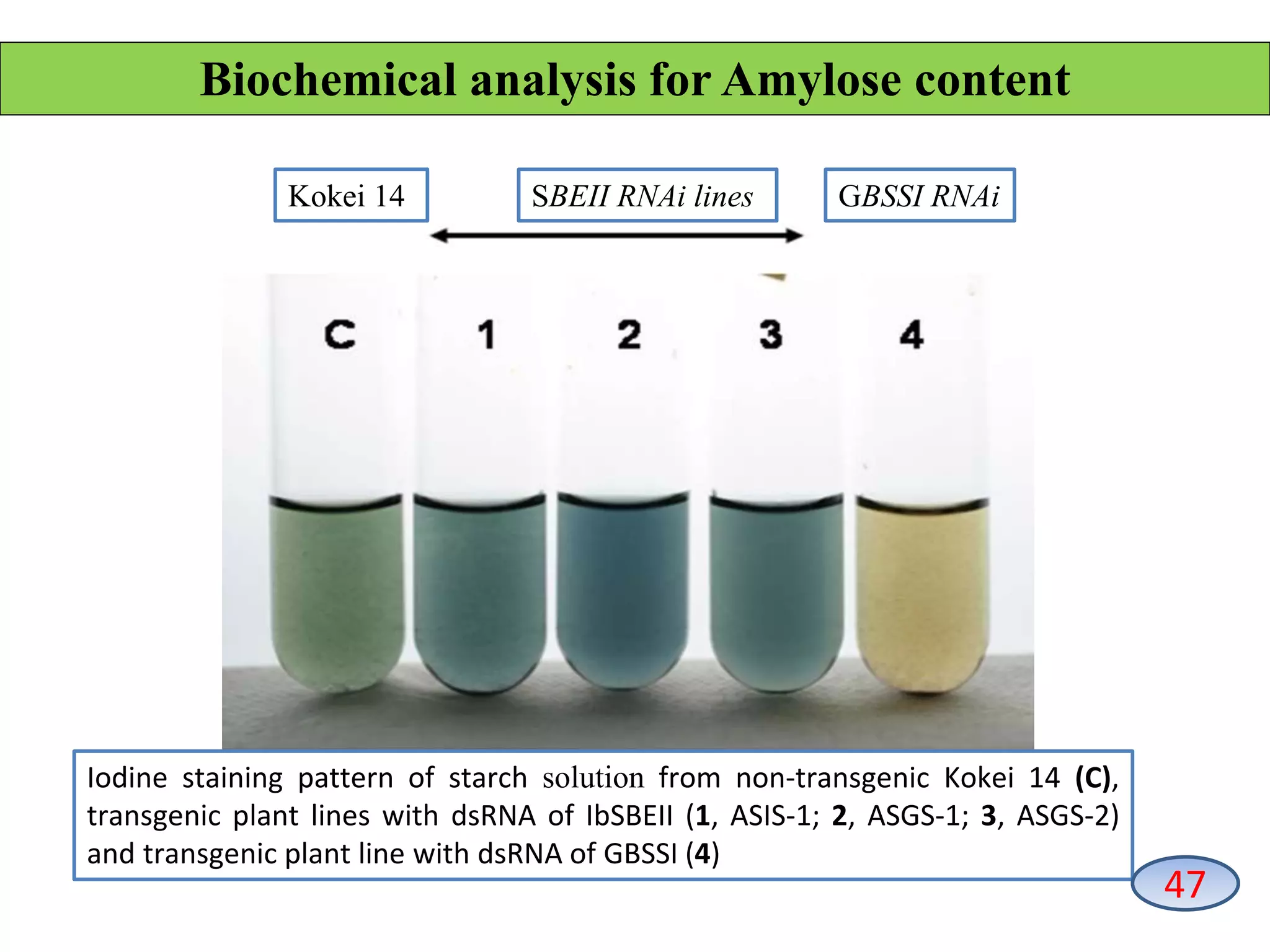 Kokei 14 SBEII RNAi lines GBSSI RNAi
Iodine staining pattern of starch solution from non-transgenic Kokei 14 (C),
transgenic plant lines with dsRNA of IbSBEII (1, ASIS-1; 2, ASGS-1; 3, ASGS-2)
and transgenic plant line with dsRNA of GBSSI (4)
Biochemical analysis for Amylose content
47
 