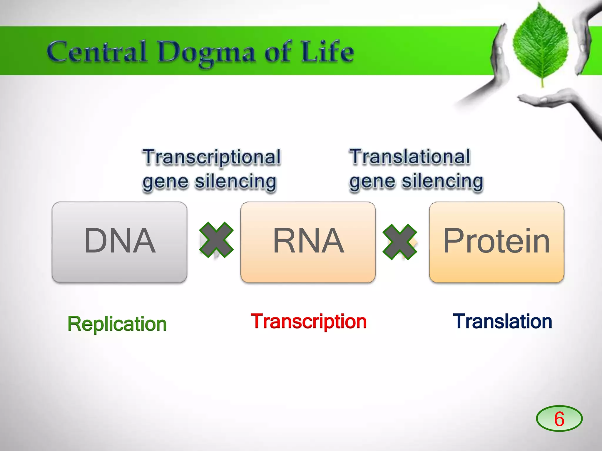 DNA RNA Protein
Replication Transcription Translation
6
 