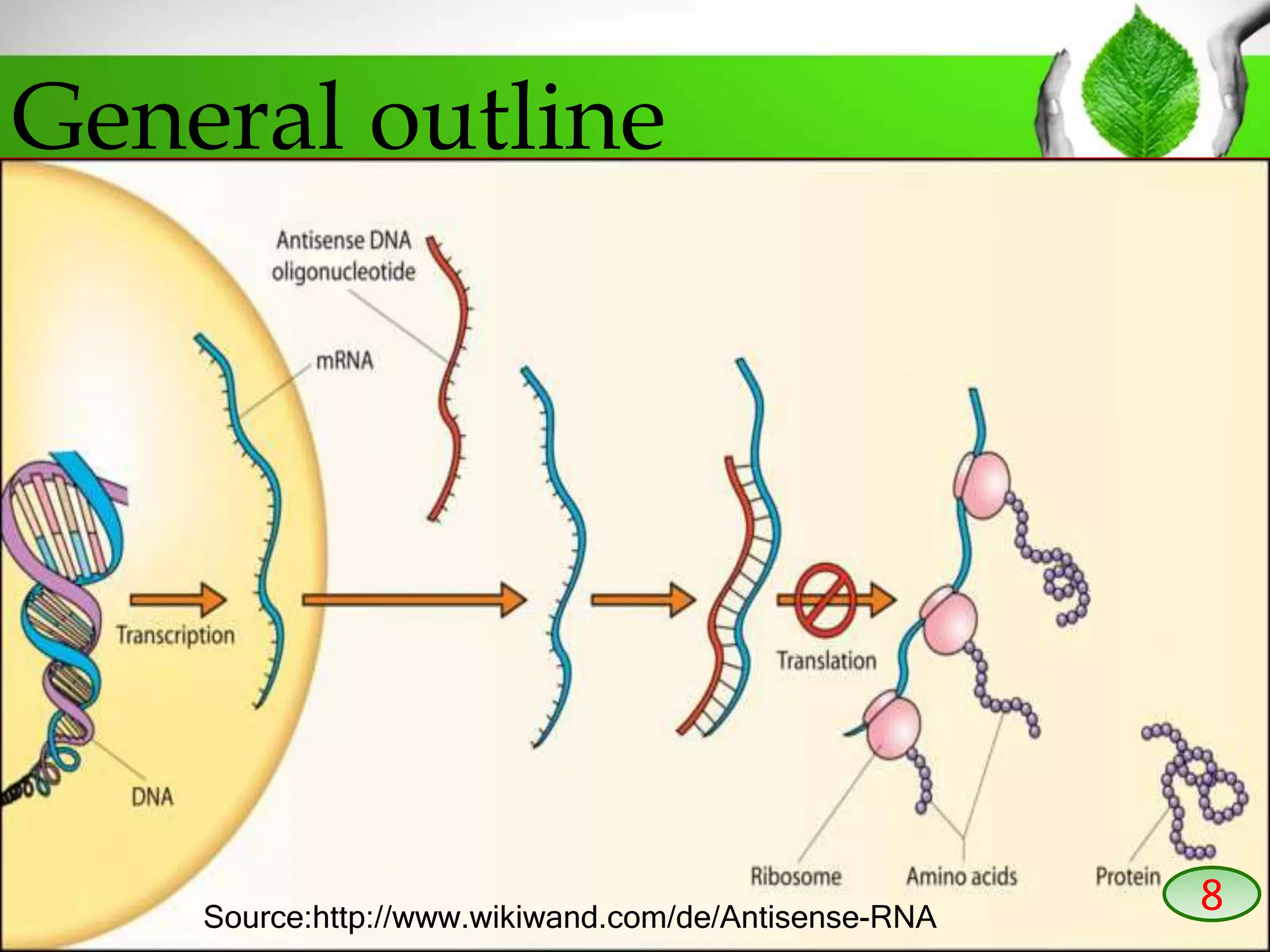 General outline
8Source:http://www.wikiwand.com/de/Antisense-RNA
 