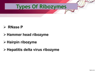 RNase P
 Hammer head ribozyme
 Hairpin ribozyme
 Hepatitis delta virus ribozyme
Types Of Ribozymes
 