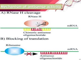 Mechanism of antisense activity
 