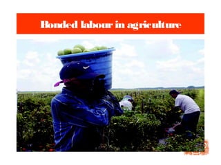 Bonded labourin agriculture
 