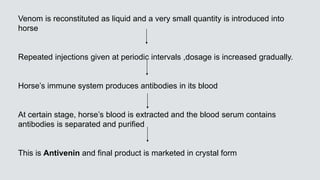 Venom is reconstituted as liquid and a very small quantity is introduced into
horse
Repeated injections given at periodic intervals ,dosage is increased gradually.
Horse’s immune system produces antibodies in its blood
At certain stage, horse’s blood is extracted and the blood serum contains
antibodies is separated and purified
This is Antivenin and final product is marketed in crystal form
 