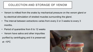 COLLECTION AND STORAGE OF VENOM
• Venom is milked from the snake by mechanical pressure on the venom gland or
by electrical stimulation of straited muscles surrounding the gland.
• The interval between extractions varies from every 2 or 3 weeks to every 3
months.
• Period of quarantine from 6 to 12 weeks
• Venom have saliva and other impurities
purified by centrifuging and it is preserved
at -10⁰C
 