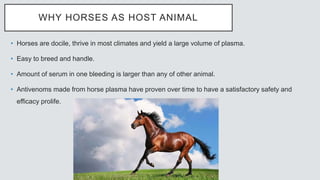 WHY HORSES AS HOST ANIMAL
• Horses are docile, thrive in most climates and yield a large volume of plasma.
• Easy to breed and handle.
• Amount of serum in one bleeding is larger than any of other animal.
• Antivenoms made from horse plasma have proven over time to have a satisfactory safety and
efficacy prolife.
 