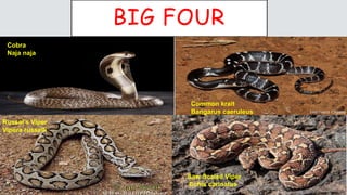 BIG FOUR
Cobra
Naja naja
Russel’s Viper
Vipera russelli
Common krait
Bangarus caeruleus
Saw Scaled Viper
Echis carinatus
 