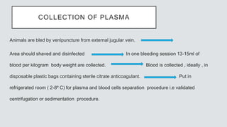 COLLECTION OF PLASMA
Animals are bled by venipuncture from external jugular vein.
Area should shaved and disinfected In one bleeding session 13-15ml of
blood per kilogram body weight are collected. Blood is collected , ideally , in
disposable plastic bags containing sterile citrate anticoagulant. Put in
refrigerated room ( 2-8⁰ C) for plasma and blood cells separation procedure i.e validated
centrifugation or sedimentation procedure.
 