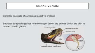SNAKE VENOM
Complex cocktails of numerous bioactive proteins
Secreted by special glands near the upper jaw of the snakes which are akin to
human parotid glands.
 