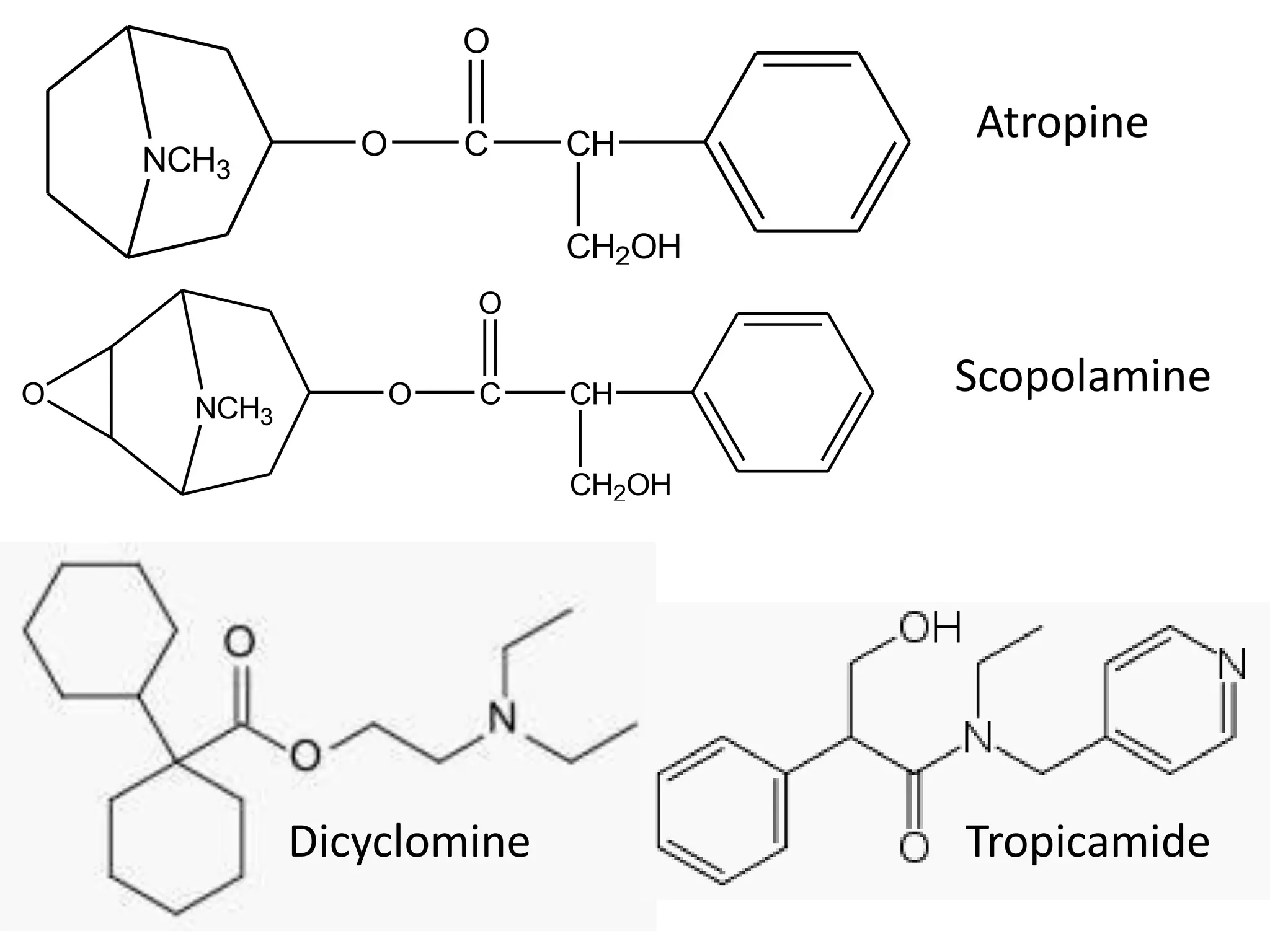 NCH3 
O 
O C 
CH 
CH2OH 
NCH3 
O 
O C 
CH 
CH2OH 
O 
Atropine 
Scopolamine 
Dicyclomine Tropicamide 
 