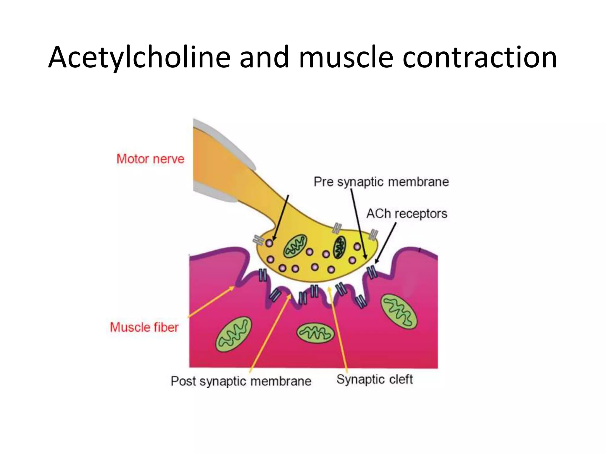Acetylcholine and muscle contraction 
 