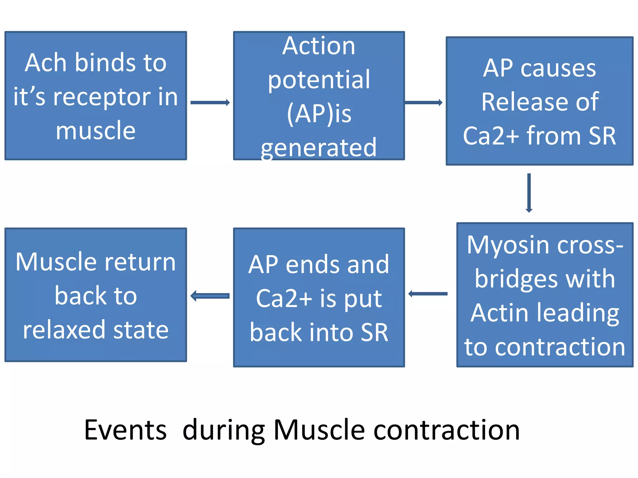 Ach binds to 
it’s receptor in 
muscle 
Myosin cross-bridges 
with 
Actin leading 
to contraction 
Action 
potential 
(AP)is 
generated 
AP causes 
Release of 
Ca2+ from SR 
Muscle return 
back to 
relaxed state 
AP ends and 
Ca2+ is put 
back into SR 
Events during Muscle contraction 
 