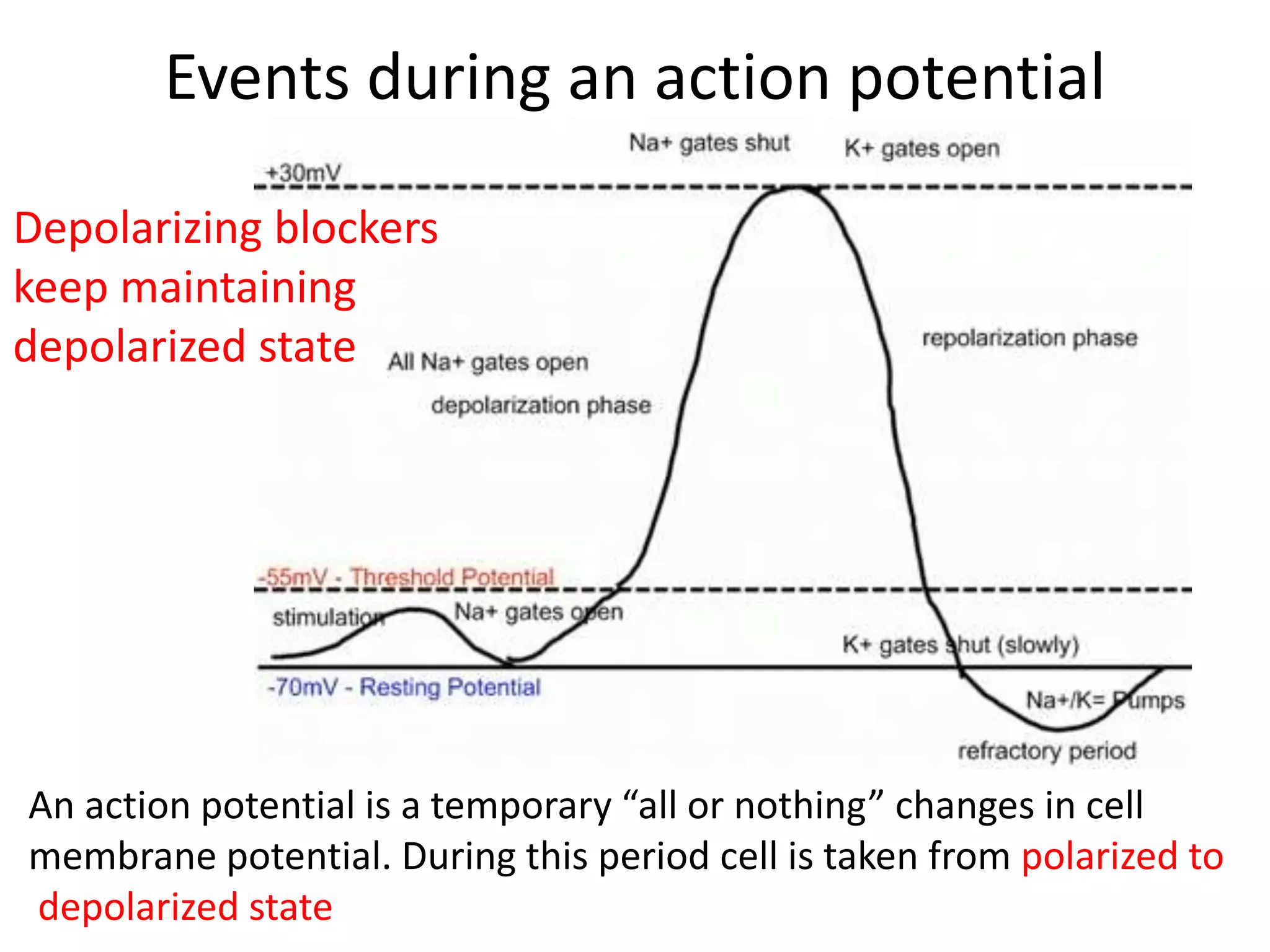 Events during an action potential 
Depolarizing blockers 
keep maintaining 
depolarized state 
An action potential is a temporary “all or nothing” changes in cell 
membrane potential. During this period cell is taken from polarized to 
depolarized state 
 