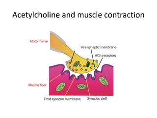 Acetylcholine and muscle contraction 
 