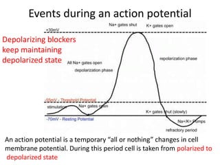 Events during an action potential 
Depolarizing blockers 
keep maintaining 
depolarized state 
An action potential is a temporary “all or nothing” changes in cell 
membrane potential. During this period cell is taken from polarized to 
depolarized state 
 