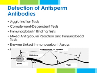Detection of Antisperm
Antibodies
• Agglutination Tests
• Complement-Dependent Tests
• Immunoglobulin Binding Tests
• Mixed Antiglobulin Reaction and Immunobead
Tests
• Enzyme Linked Immunosorbant Assays
• Other Tests
 