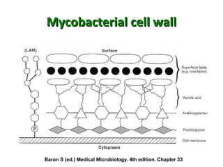 Mycobacterial cell wallMycobacterial cell wall
Baron S (ed.) Medical Microbiology. 4th edition. Chapter 33
 