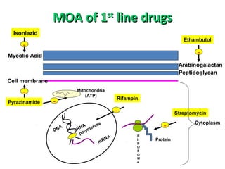 MOA of 1MOA of 1stst
line drugsline drugs
Mycolic Acid
Arabinogalactan
Peptidoglycan
Cell membrane
DNA RNA
polymerase
mRNA R
I
B
O
S
O
M
e
Protein
Isoniazid
-
Pyrazinamide
- Mitochondria
(ATP)
- Rifampin
-
Ethambutol
-
Streptomycin
- Cytoplasm
 