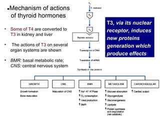 ●Mechanism   of actions
     of thyroid hormones
                                   T3, via its nuclear
•   Some of T4 are converted to    receptor, induces
    T3 in kidney and liver
                                   new proteins
•   The actions of T3 on several   generation which
    organ systems are shown
                                   produce effects
•   BMR: basal metabolic rate;
    CNS: central nervous system




                                                    6
 