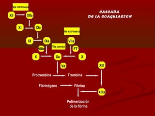 XII XIIa 
XI XIa 
IX IXa 
X 
VIIIa 
Xa X 
Va 
VIIa 
FT 
XIII 
XIIIa 
Vía intrínseca 
Vía extrínseca 
Vía común 
Protrombina Trombina 
Fibrinógeno Fibrina 
Polimerización 
de la fibrina 
CASCADA 
DE LA COAGULACION 
 
