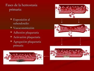 FFaasseess ddee llaa hheemmoossttaassiiaa 
pprriimmaarriiaa:: 
 EExxppoossiicciióónn aall 
ssuubbeennddootteelliioo 
 VVaassooccoonnssttrriicccciióónn 
 AAddhheessiióónn ppllaaqquueettaarriiaa 
 AAccttiivvaacciióónn ppllaaqquueettaarriiaa 
 AAggrreeggaacciióónn ppllaaqquueettaarriiaa 
pprriimmaarriiaa 
 
