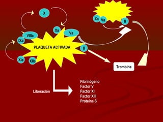 X 
PLAQUETA ACTIVADA 
IXa 
XIa XIIa 
II 
Xa Va VIIIa 
Xa Va II 
Trombina 
Fibrinógeno 
Factor V 
Factor XI 
Factor XIII 
Proteína S 
Liberación 
 