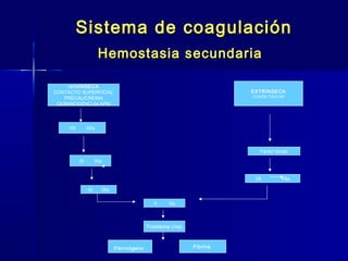 Sistema ddee ccooaagguullaacciióónn 
HHeemmoossttaassiiaa sseeccuunnddaarriiaa 
INTRINSECA 
CONTACTO SUPERFICIAL 
PRECALICREINA 
QUININOGENO de APM 
EXTRINSECA 
LESIÓN TISULAR 
XII XIIa 
XI XIa 
IX IXa 
X Xa 
Factor tisular 
VII VIIa 
Trombina (IIa) 
Fibrinógeno Fibrina 
 