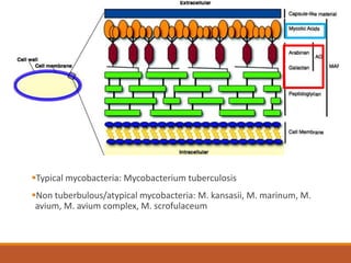 Typical mycobacteria: Mycobacterium tuberculosis
Non tuberbulous/atypical mycobacteria: M. kansasii, M. marinum, M.
avium, M. avium complex, M. scrofulaceum
 
