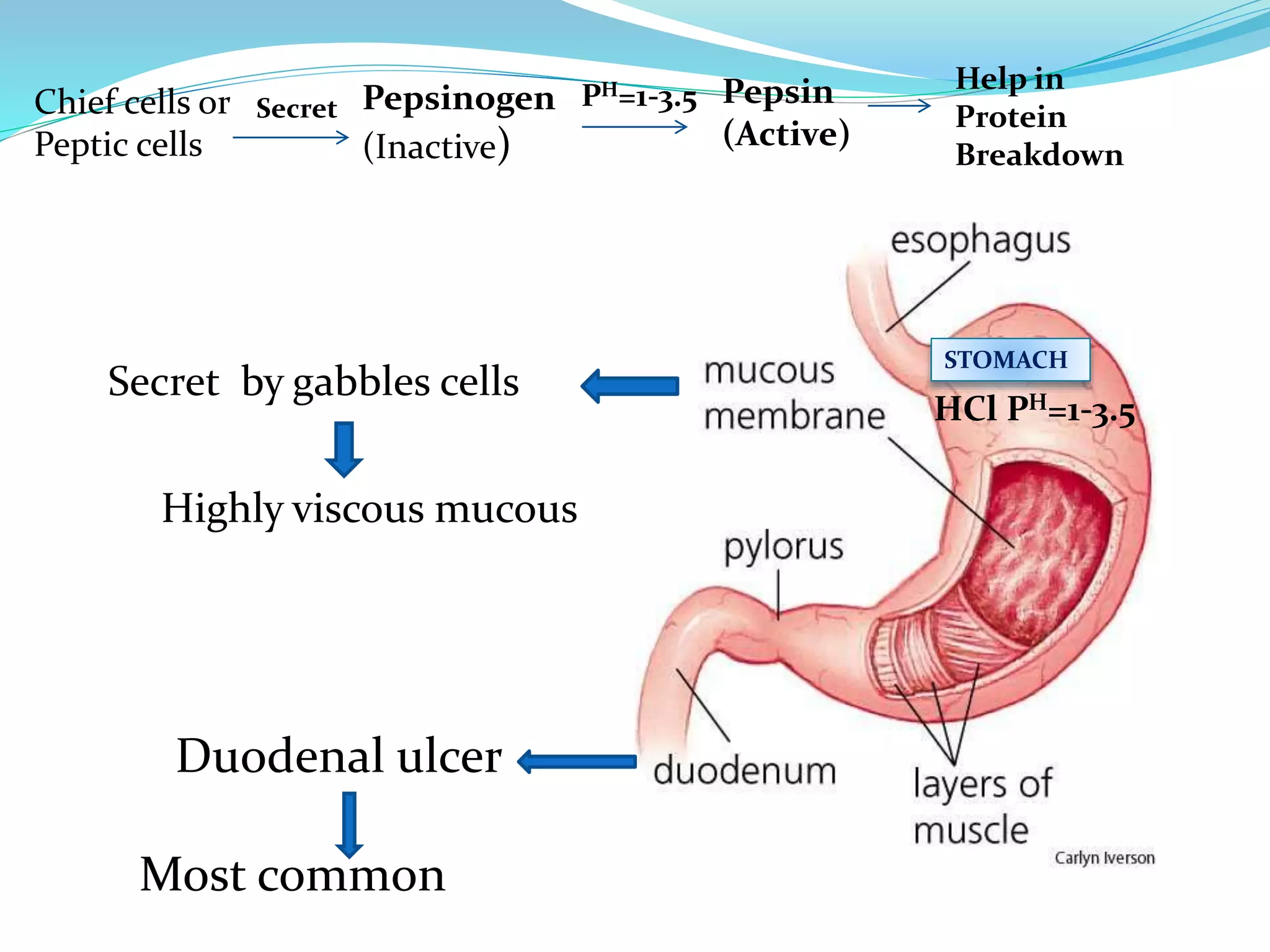 Antiulcer drugs | PPTX