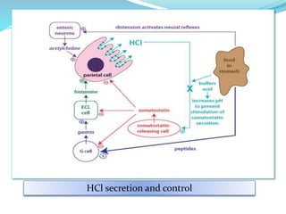 HCl secretion and control
 