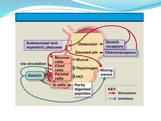 Antiulcer drugs | PPTX
