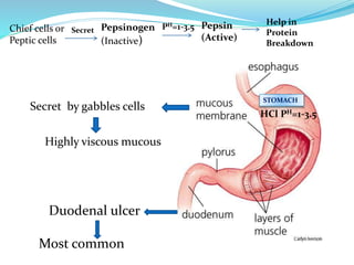Duodenal ulcer
Most common
Highly viscous mucous
Chief cells or
Peptic cells
HCl PH=1-3.5
Secret PH=1-3.5 Pepsin
(Active)
Help in
Protein
Breakdown
Pepsinogen
(Inactive)
STOMACH
Secret by gabbles cells
 
